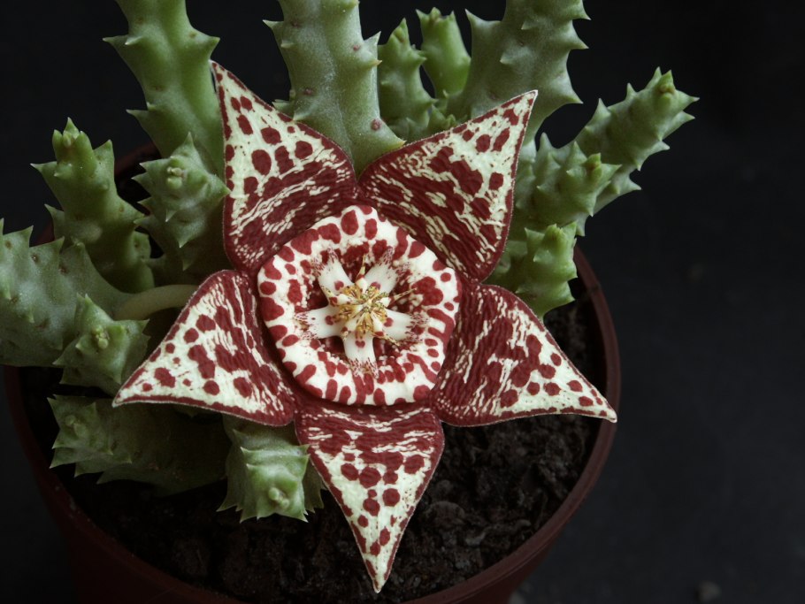 Стапелия пестрая Stapelia variegata