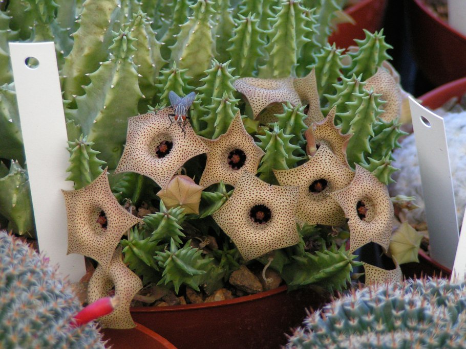 Стапелия гуэрния