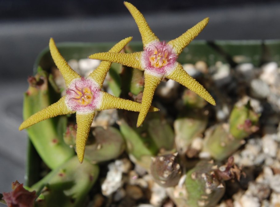 Stapelia flavopurpurea