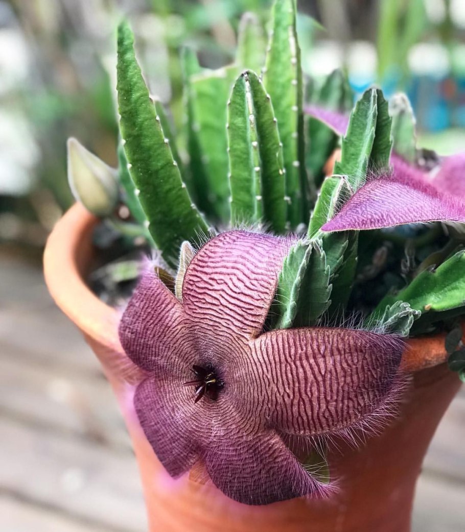 Стапелия растение