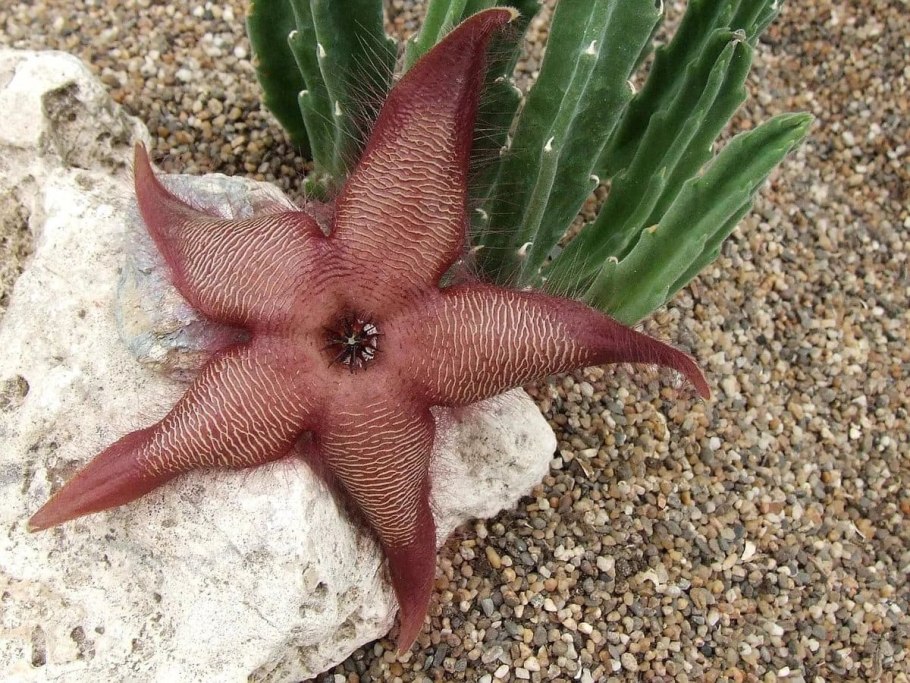 Stapelia asterias