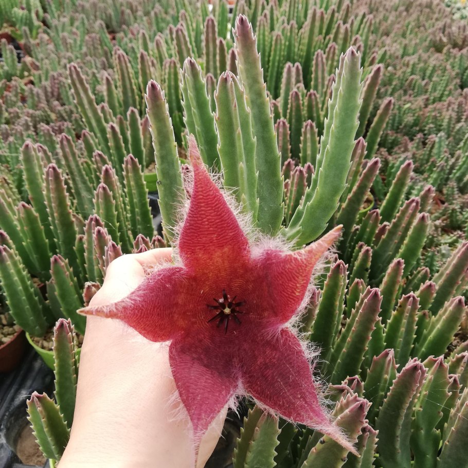 Stapelia grandiflora