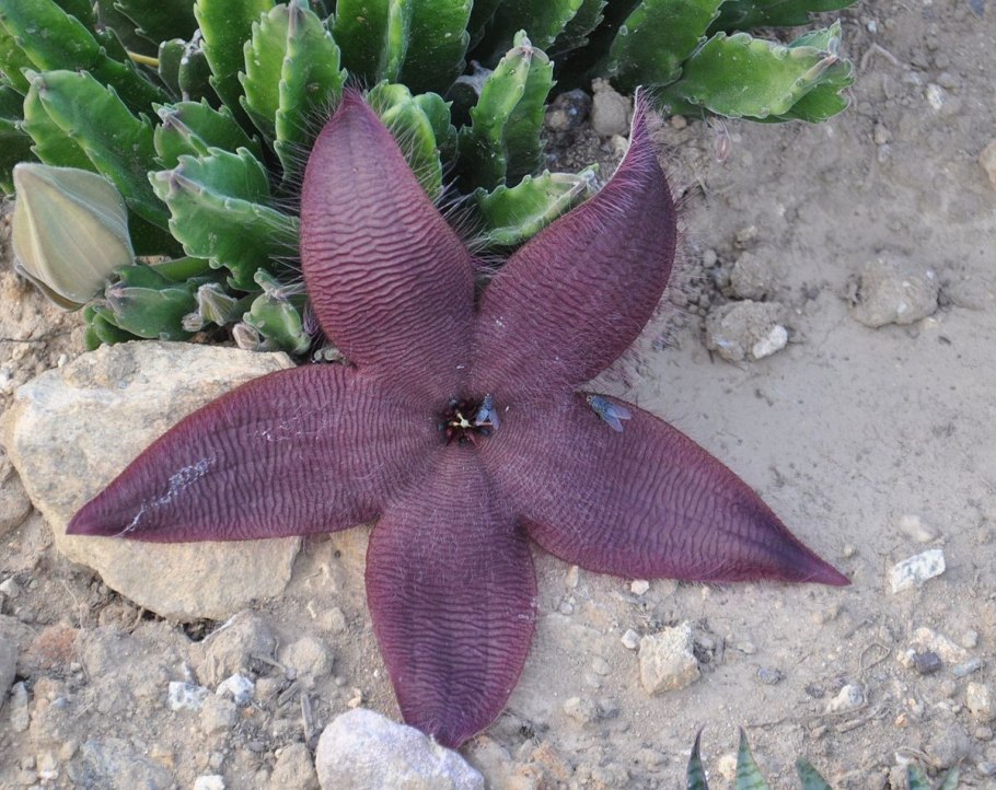 Stapelia grandiflora