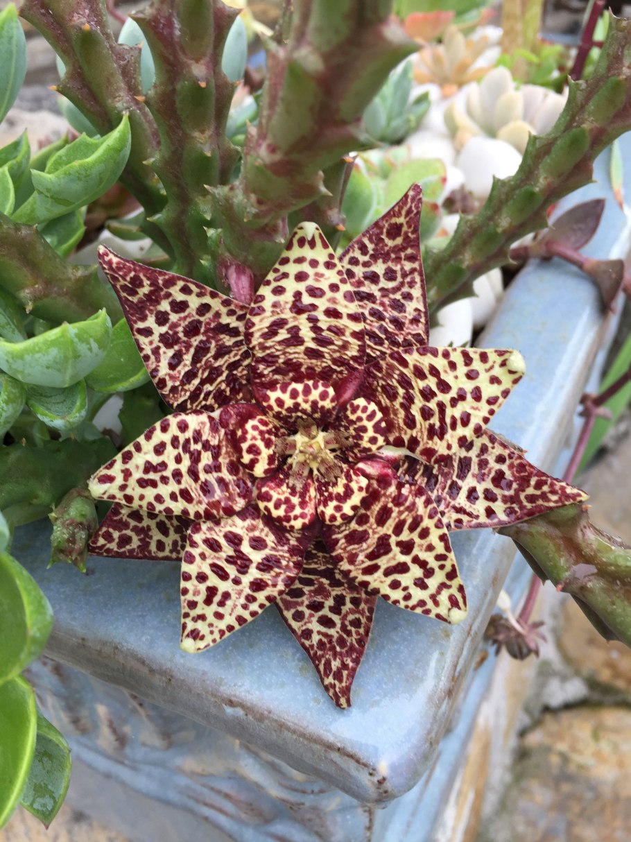 Стапелия орбея