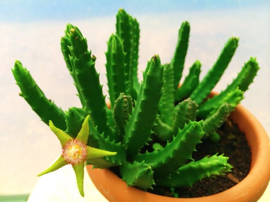 Стапелия гигантея