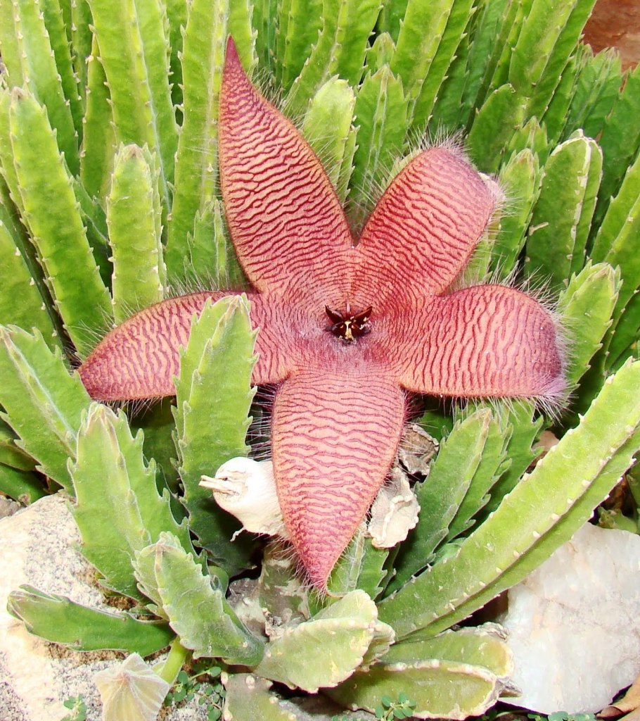 Стапелия суккулент кактус