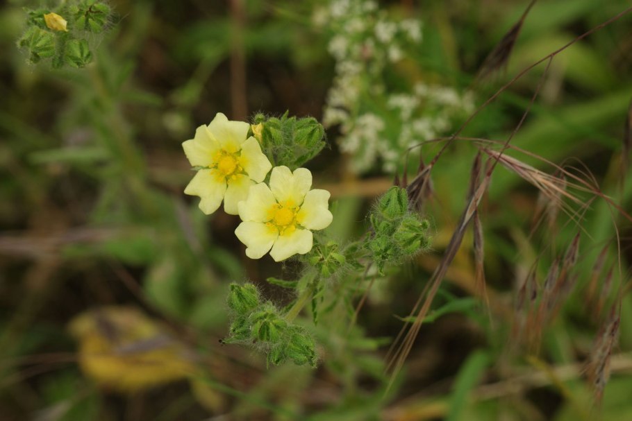 Лапчатка Эгеда (Potentilla egedii)