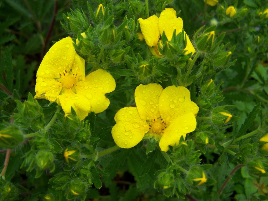 Лапчатка Монтдор