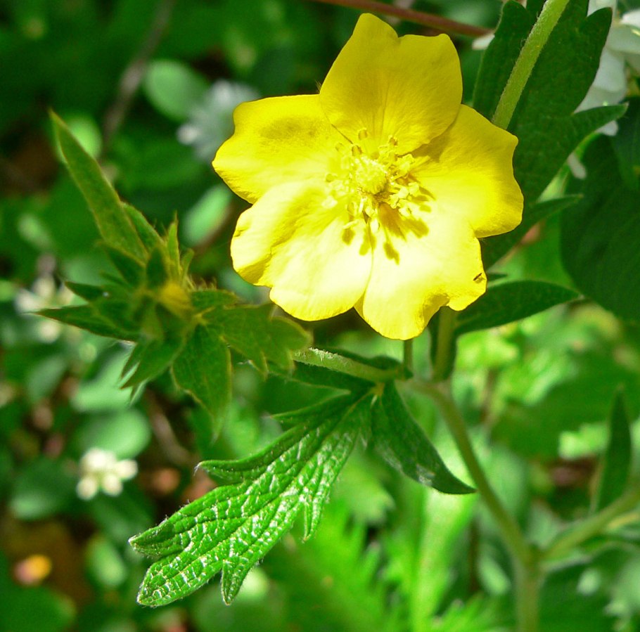 Лапчатка турбера