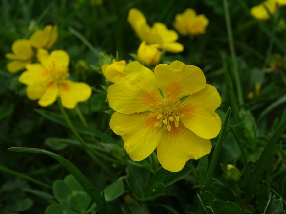 Лапчатка Эверсманна