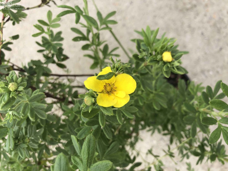 Лапчатка кустарниковая манго танго