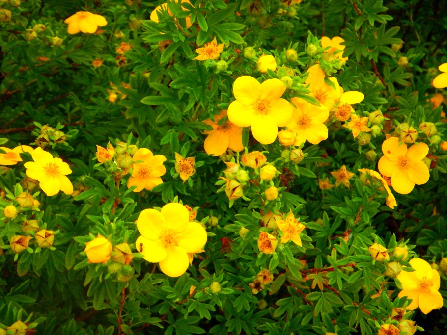 Лапчатка Даурская