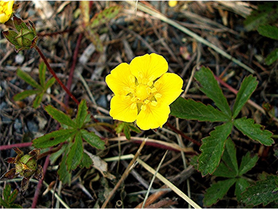 Лапчатка ползучая (potentilla reptans)