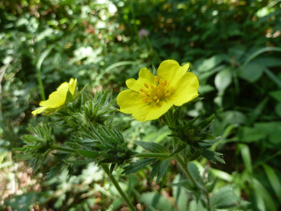 Potentilla acervata