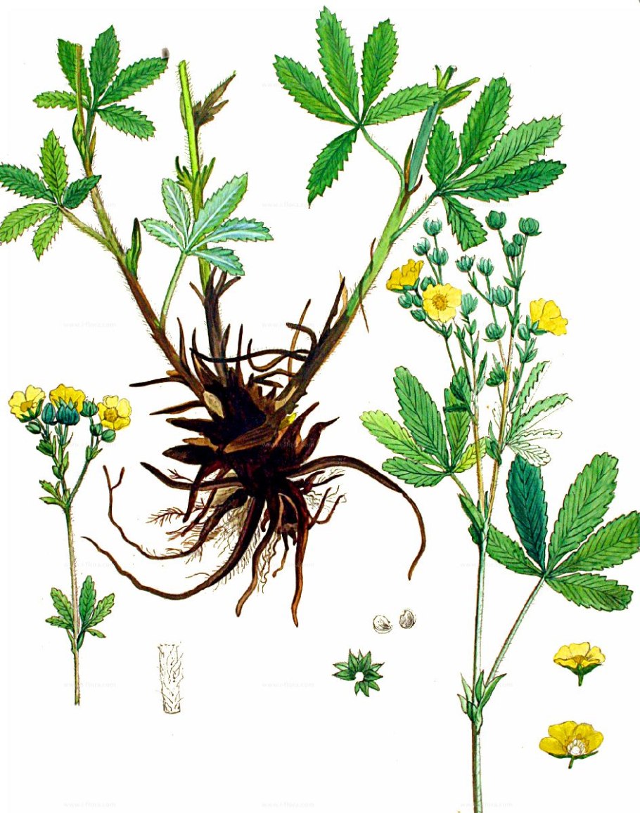 Лапчатка земляниковидная