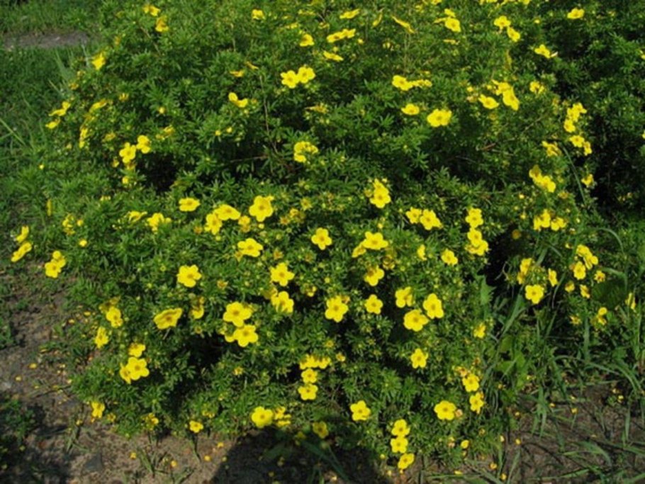 Лапчатка кустарниковая goldfinger