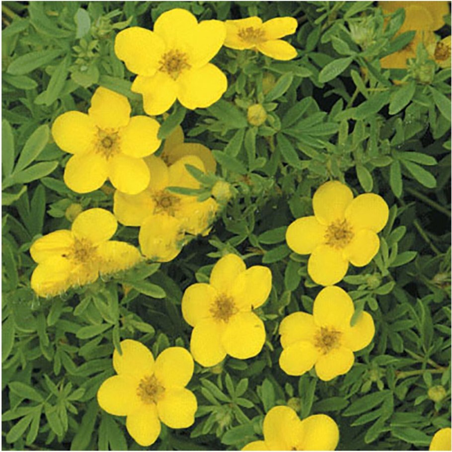 Лапчатка Хопвуда