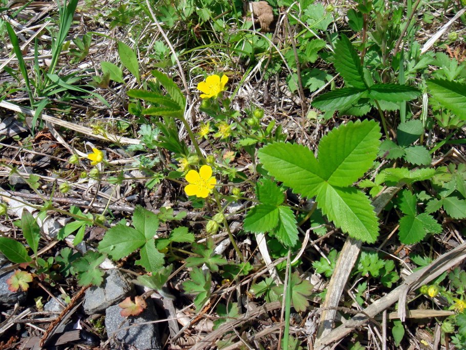 Лапчатка фрейна