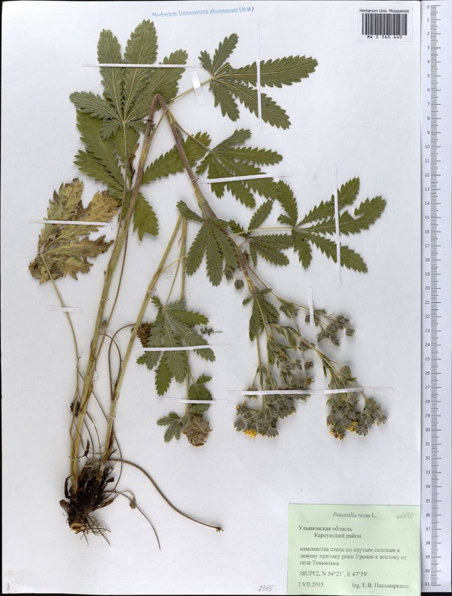 Лапчатка клинолистная