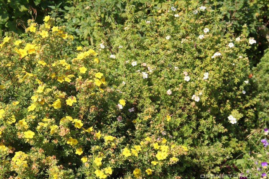Лапчатка кустарниковая желтая
