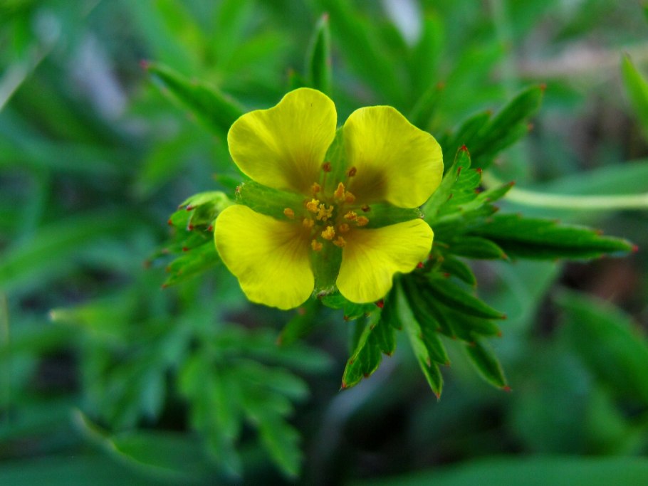 Лапчатка прямая - Potentilla recta l.