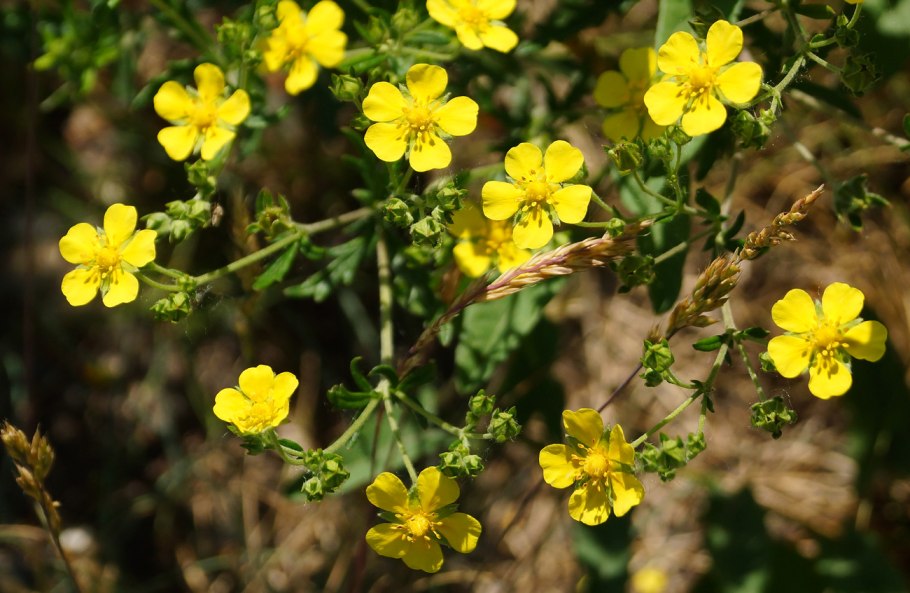 Лапчатка серебристая potentilla argentea
