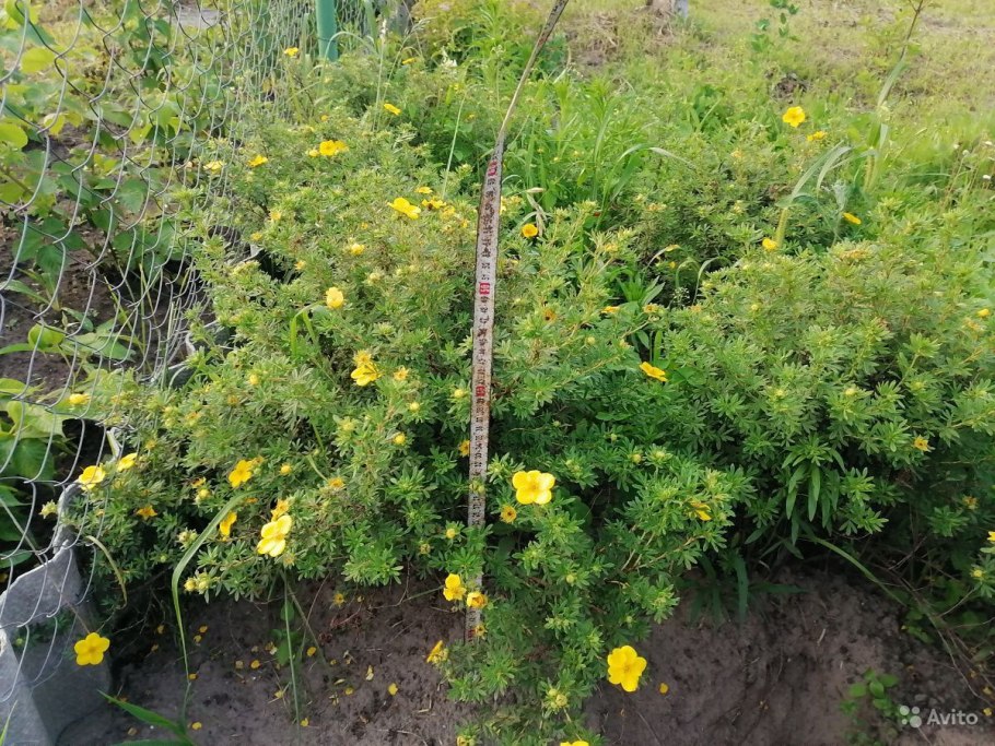 Лапчатка белла бьянка