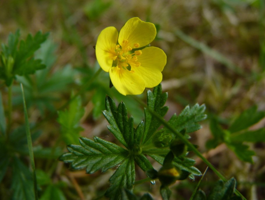 Лапчатка Скальная