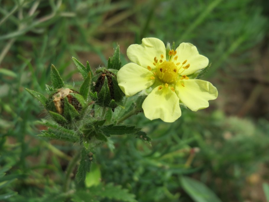 Potentilla gracilis