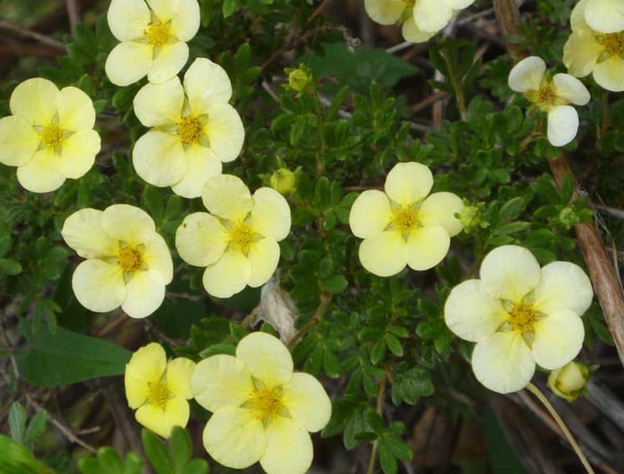 Лапчатка elizabeth