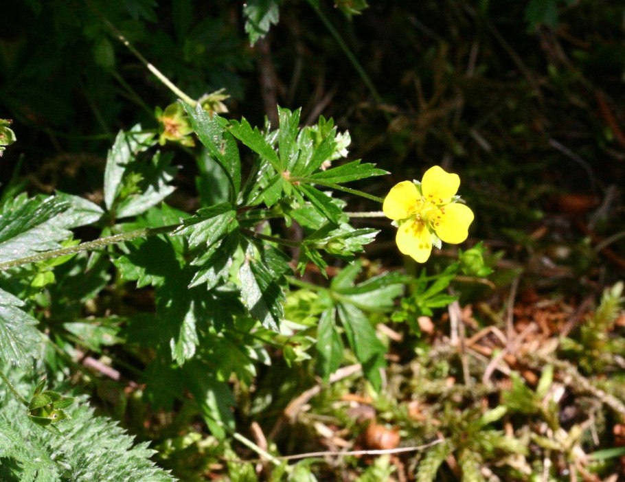 Potentilla erecta