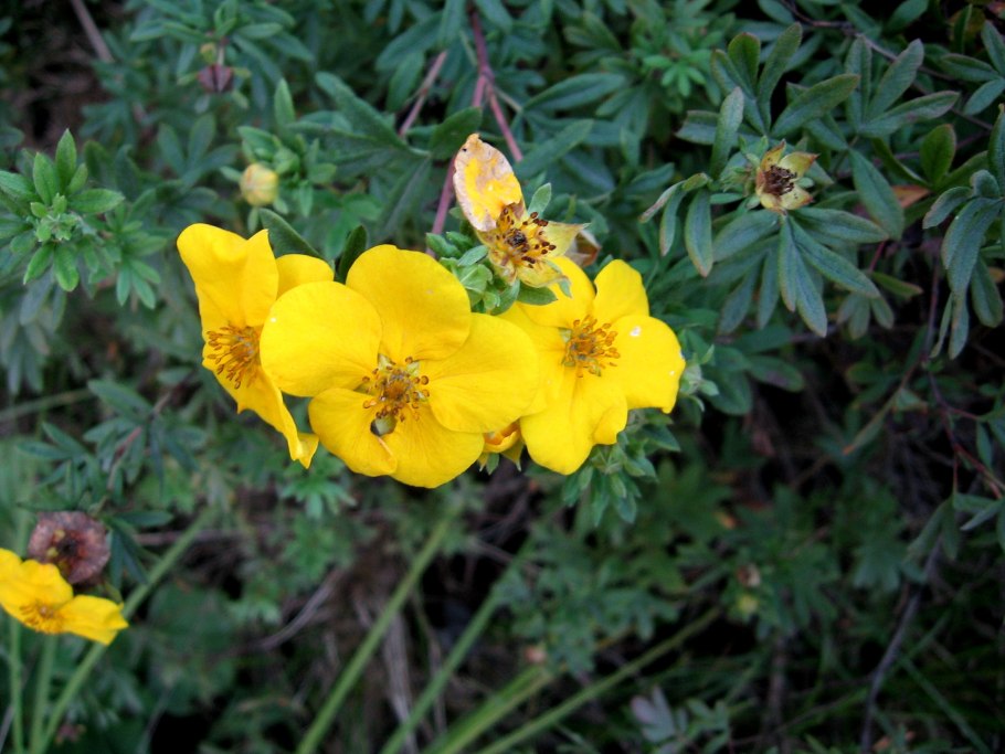 Лапчатка хопвуда