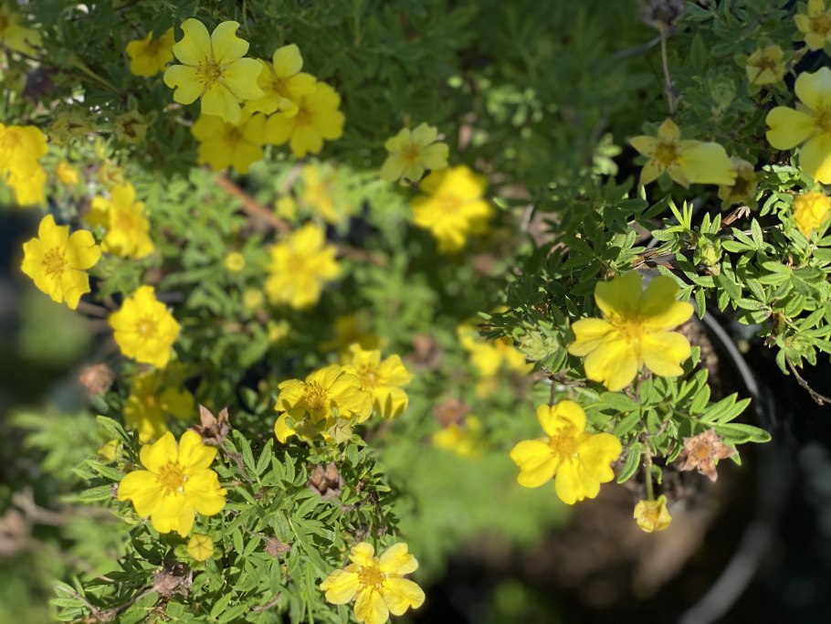 Лапчатка фридхем