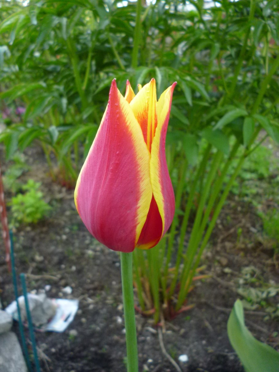 Тюльпан лилиецветный Claudia