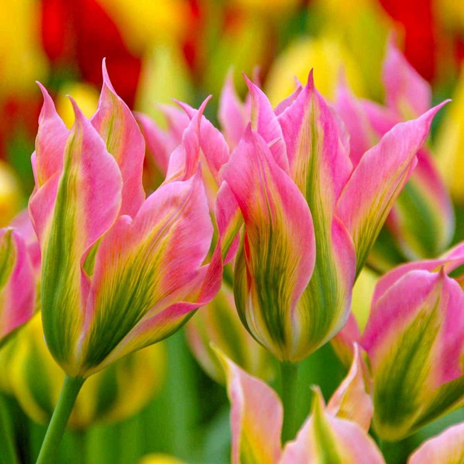 Тюльпан Рикуест лилиецветный