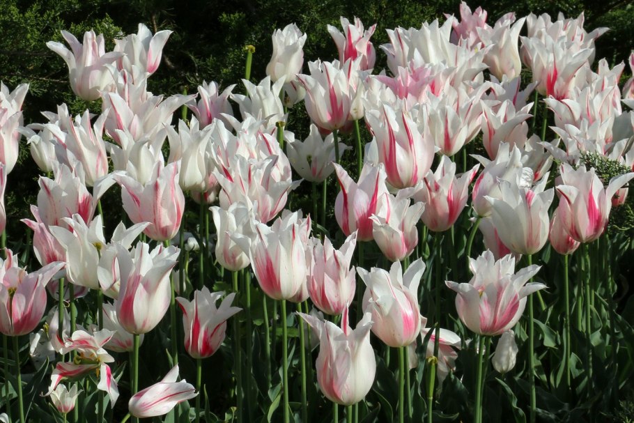 Тюльпан Клаудия (лилиецветный)