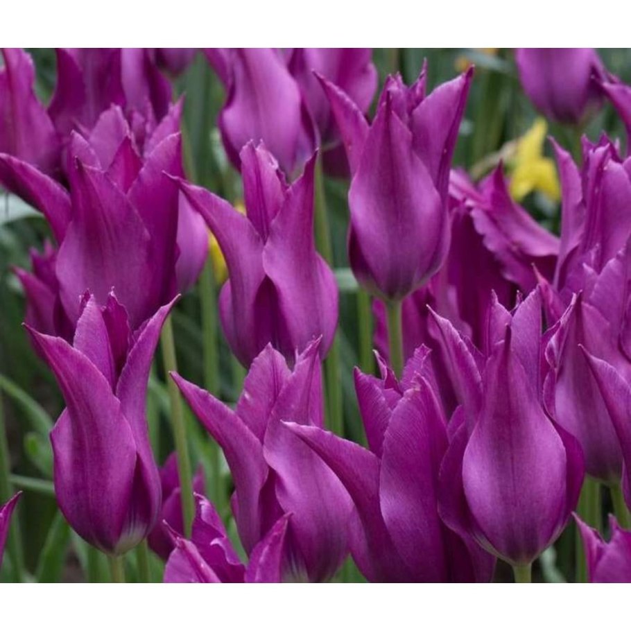 Тюльпан сорт Вест Пойнт