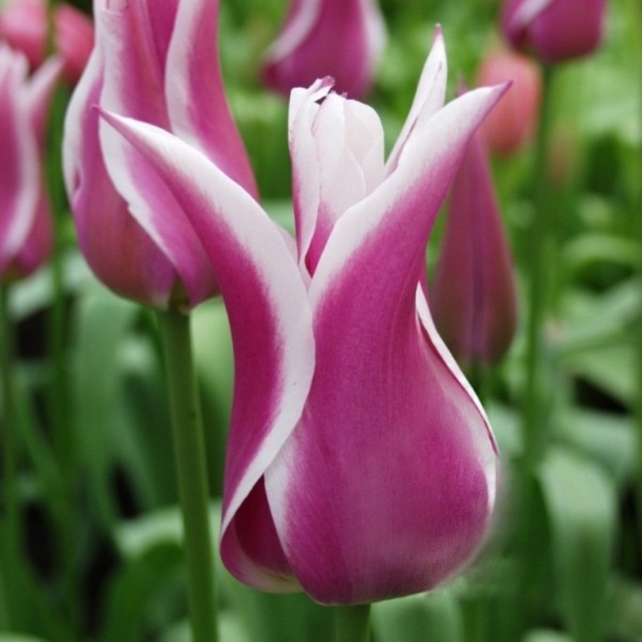 Тюльпан лилиецветный Элегант леди