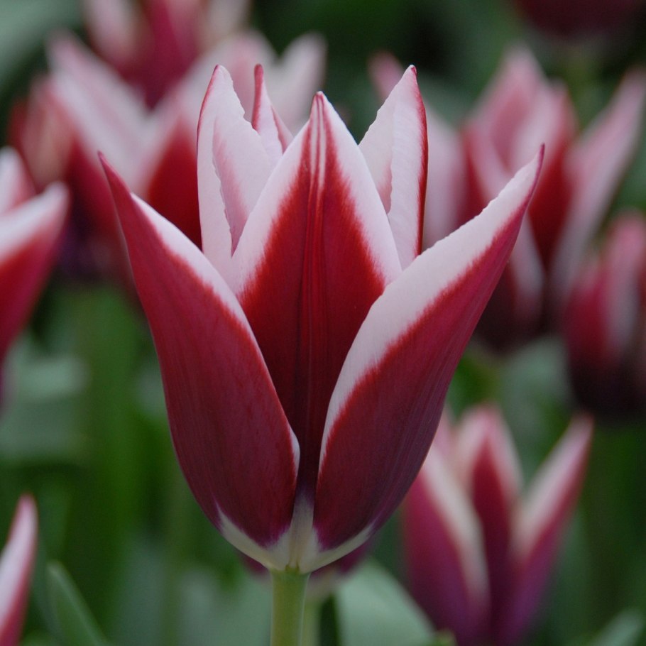 Тюльпан гус папендрехт