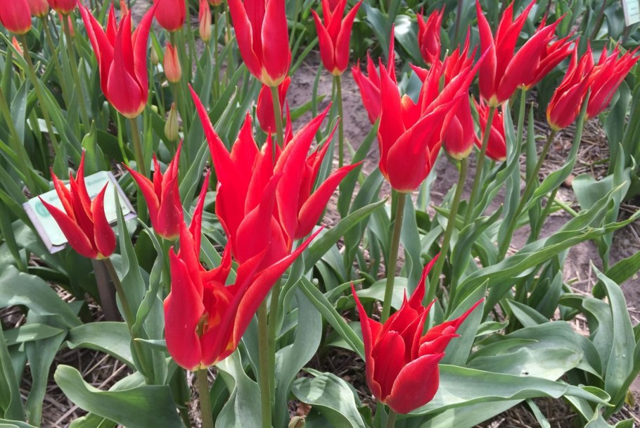 Тюльпан лилиецветные, смесь