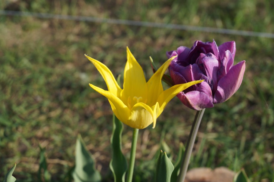 Тюльпан лилиецветные, смесь