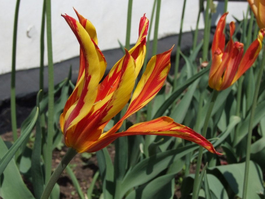 Тюльпан бургунди