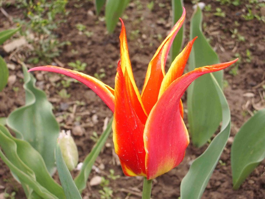 Тюльпан алладин рекорд