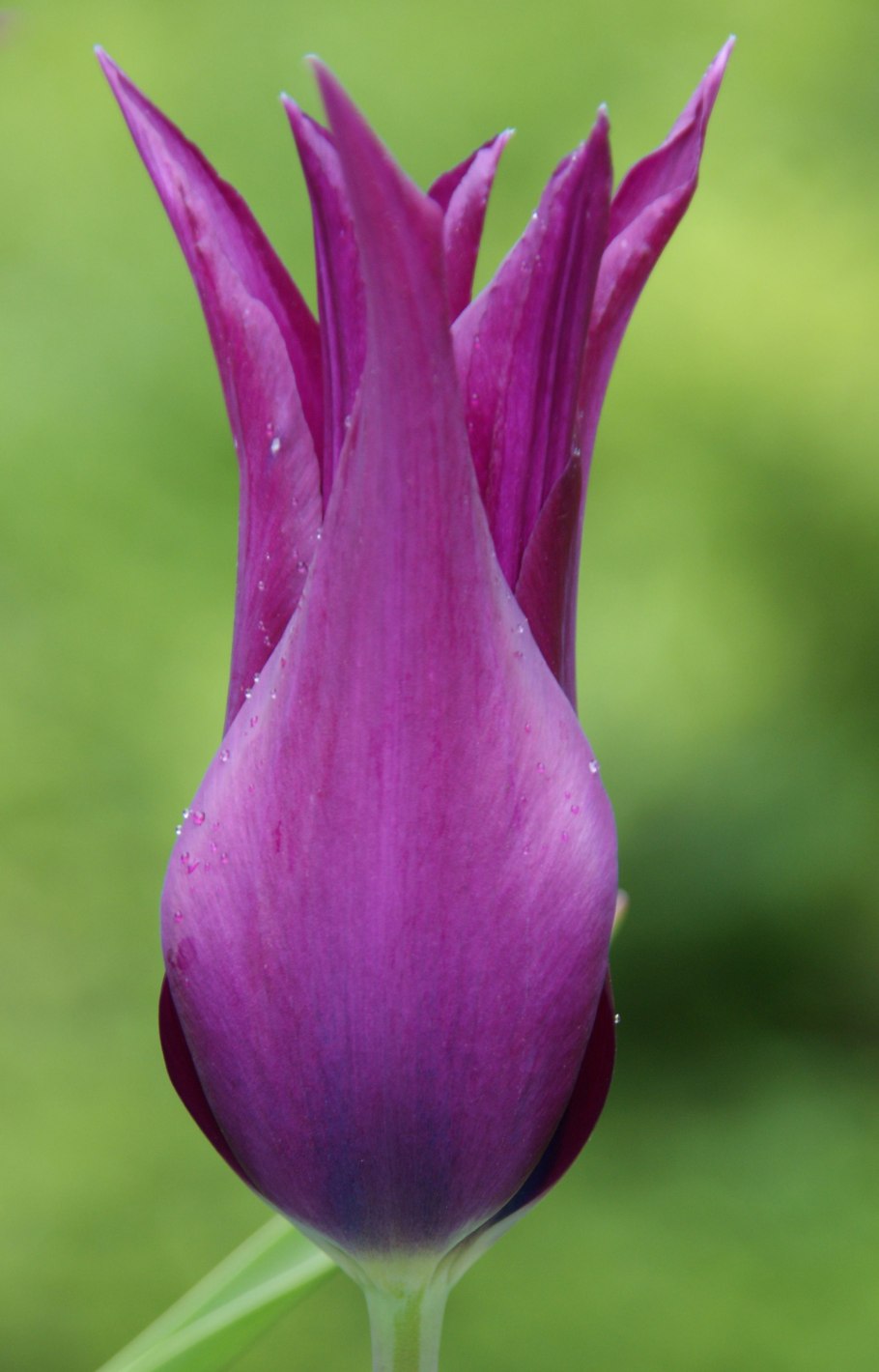 Тюльпан лилиецветный бургунди