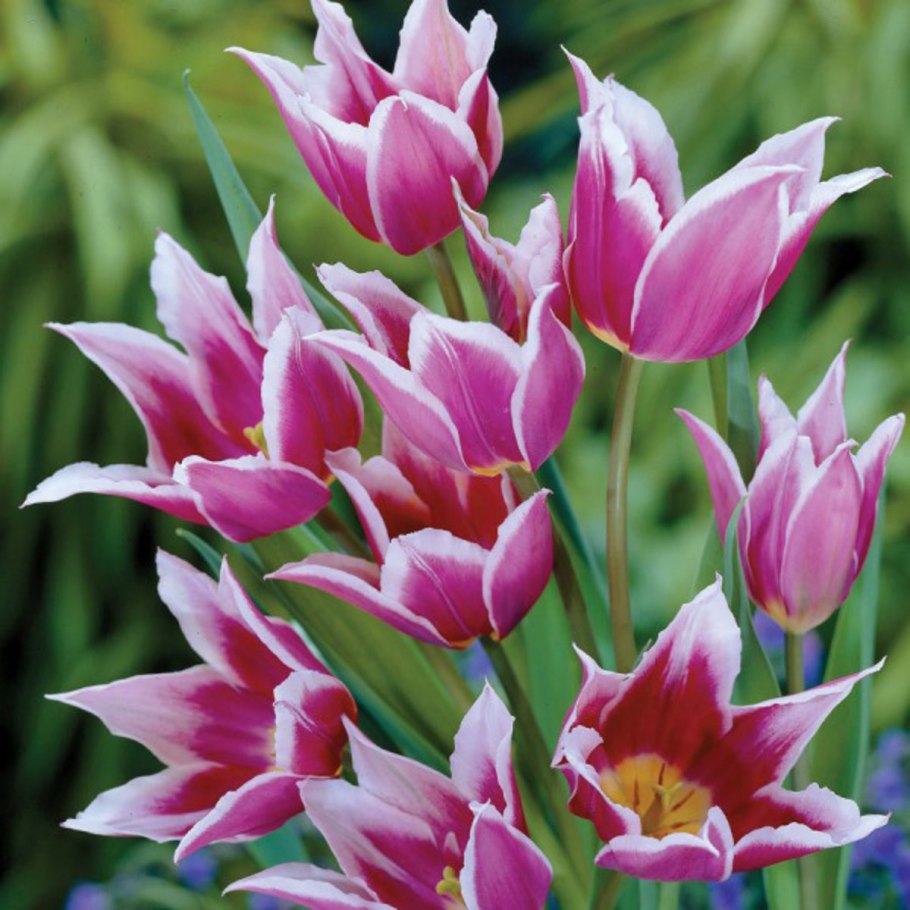 Тюльпан Трес Шик