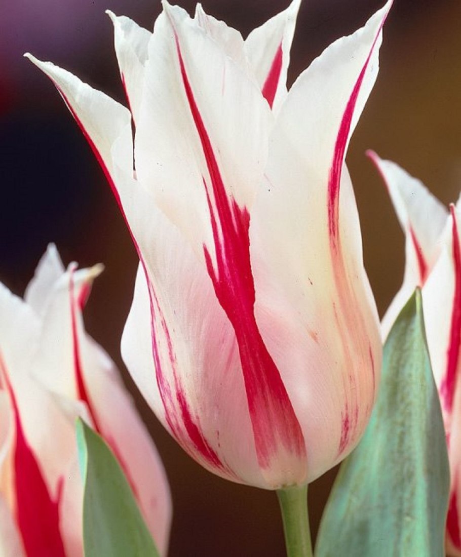 Лилиевидные тюльпаны