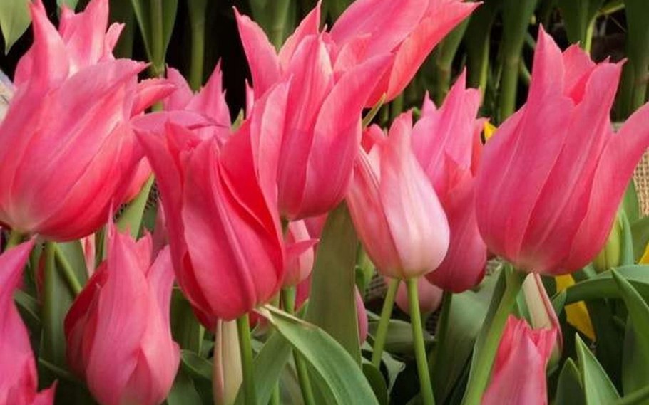 Тюльпан Клаудия (лилиецветный)