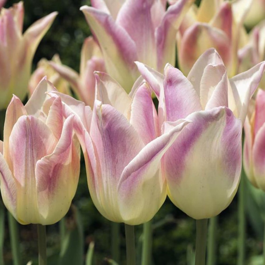 Тюльпаны лилиецветные Романо