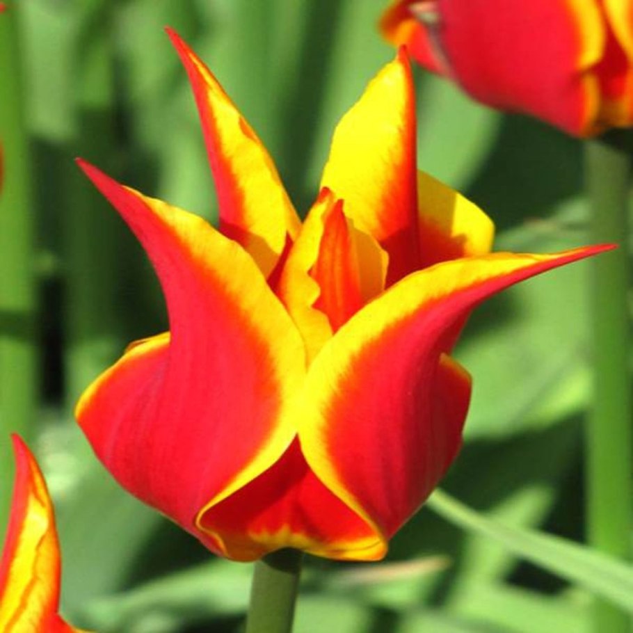 Лилиецветные тюльпаны бургунди