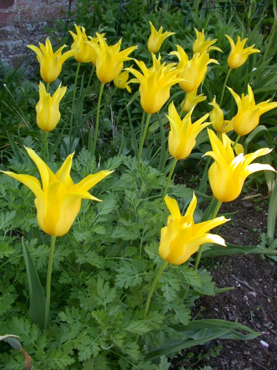 Тюльпан Бадлайт